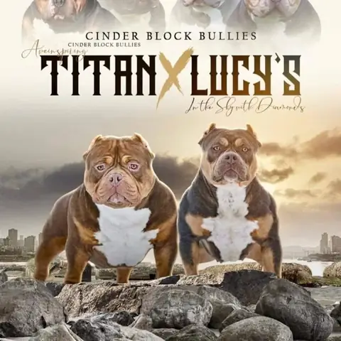 Chó Xoáy Nam Phi Là Gì? Đặc Điểm, Tập Tính Và Tình Trạng Bảo Tồn Chó Xoáy Nam Phi Là Gì? Đặc Điểm, Tập Tính Và Tình Trạng Bảo Tồn