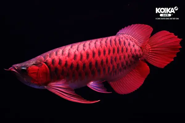 Những Yếu Tố Ảnh Hưởng Đến Giá Cá Rồng Hiện Nay