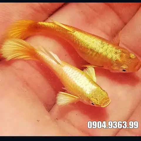 Cá 7 Màu Full Gold Đẹp - Sỉ/lẻ Tại Hà Nội | 0904 9363 99