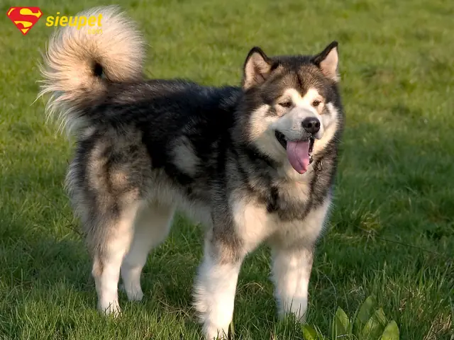 Đặc Điểm Ngoại Hình Nổi Bật Của Chó Alaska Đặc Điểm Ngoại Hình Nổi Bật Của Chó Alaska