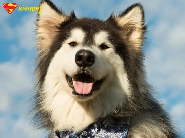 Yếu Tố Ảnh Hưởng Đến Cân Nặng Của Chó Alaska Yếu Tố Ảnh Hưởng Đến Cân Nặng Của Chó Alaska