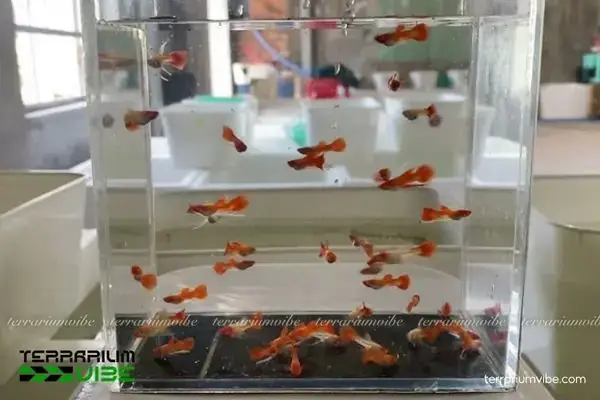 Cửa Hàng Thủy Sinh Uy Tín Cửa Hàng Thủy Sinh Uy Tín