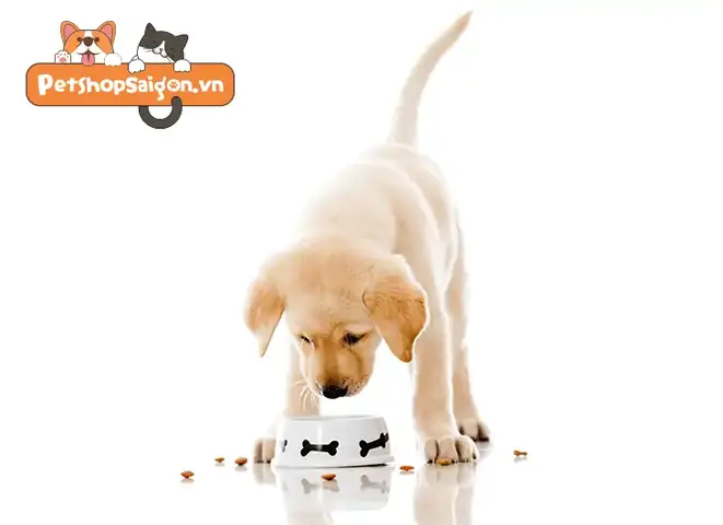 Một Số Loại Thuốc Sổ Giun Cho Chó Phổ Biến Hiện Nay