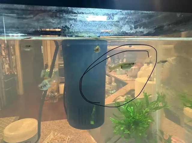 Bắt Cá 7 Màu Ở Đâu? Kinh Nghiệm Chọn Địa Điểm Câu Cá Cảnh Hợp Pháp