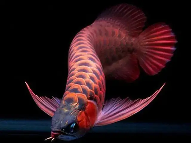 Các Yếu Tố Cần Cân Nhắc Khi Chọn Cá Cho Bể 1m2