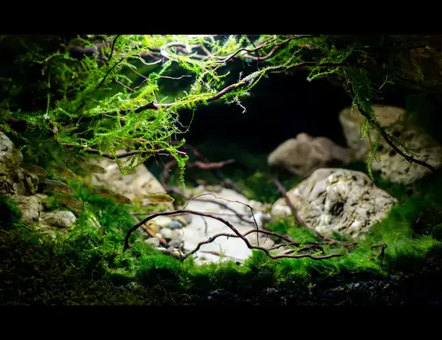 Mua Bể Cá 40x30x30 Giá Bao Nhiêu? Hướng Dẫn Chi Tiết - Aquatech