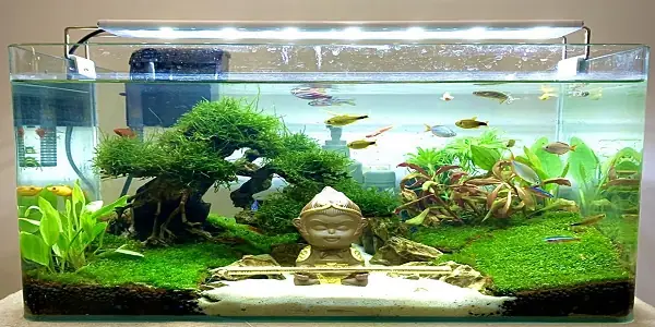 Hồ Đúc 40cm Giá Rẻ, Bảo Hành 12 Tháng. - Shop Thủy Sinh Xanh