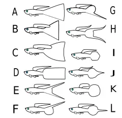 Bể Cá 7 Màu Bể Cá 7 Màu
