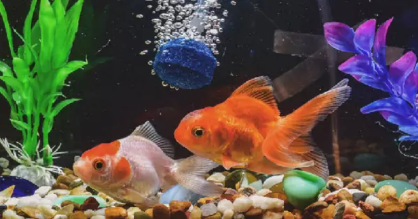 Bể Cá Ba Đuôi Cần Những Gì Để Cá Khỏe Mạnh?