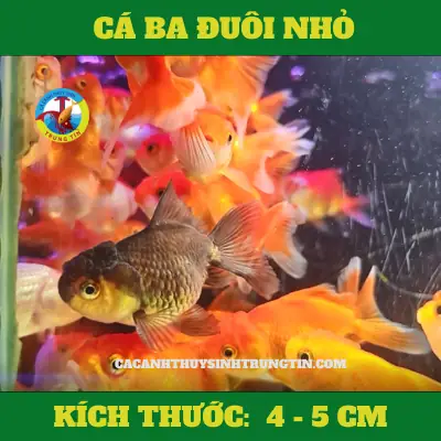 Đặc Điểm Của Cá Ba Đuôi Size 4-6