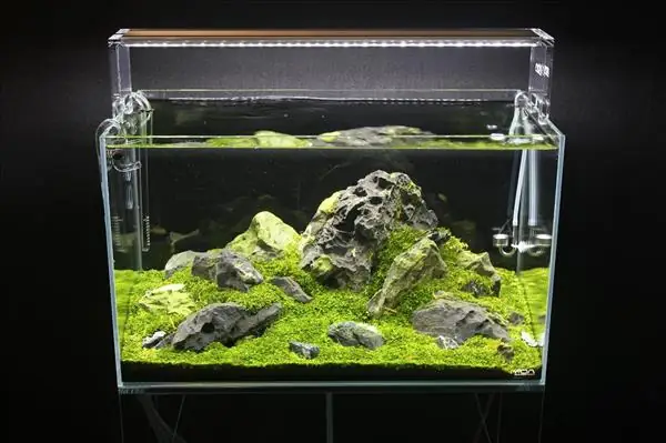 Bể Cá Bằng Nhựa Trong Có Tốt Không? Hướng Dẫn Toàn Diện