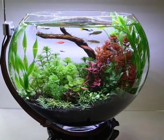 Bể Cá Bảy Màu: Bí Mật Nuôi Cá Lên Màu Chuẩn Thủy Sinh