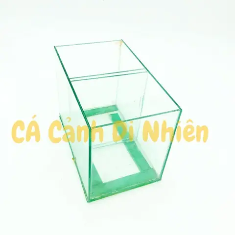 Hồ Bể Kính Mini Đôi 2 Ngăn Để Bàn Nuôi Cá Betta Size 14x12x20 Cm Hồ Bể Kính Mini Đôi 2 Ngăn Để Bàn Nuôi Cá Betta Size 14x12x20 Cm