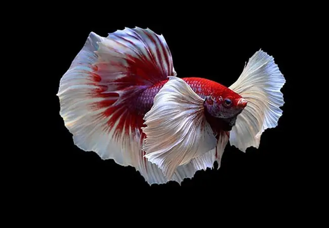 Cây Thủy Sinh Cho Bể Cá Betta Phong Cách Thủy Sinh