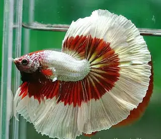 Cách Làm Bể Cá Betta