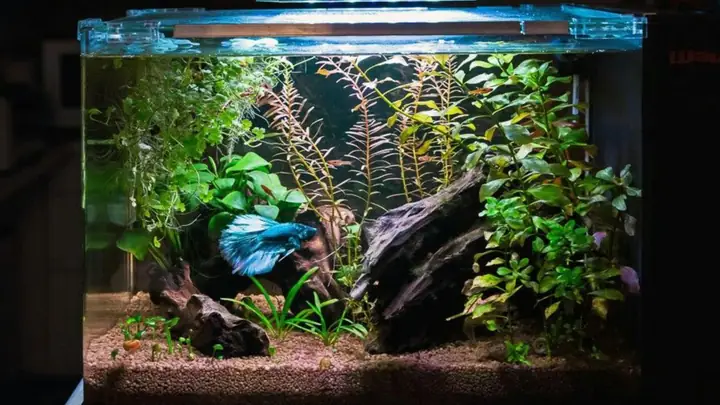 Bước 6: Thả Cá Betta