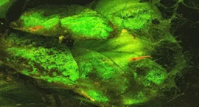 Bể Cá Bị Rêu Đen: Nguyên Nhân, Cách Xử Lý Và Biện Pháp Phòng Ngừa