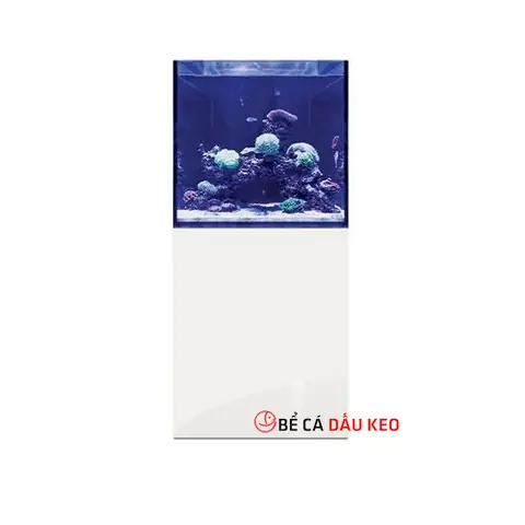 Chi Tiết Bể Cá Biển Cubic 40