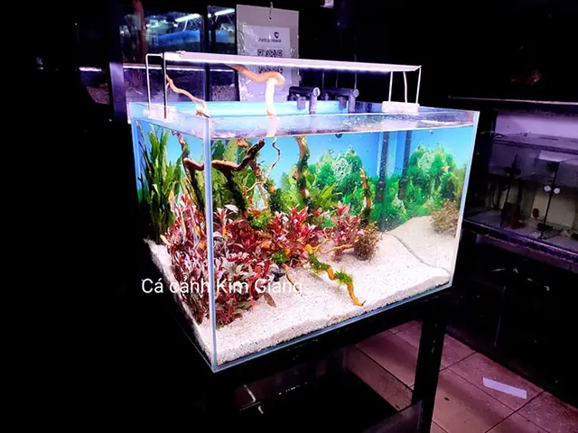 Bể Cá Cảnh 60x40x40: Hướng Dẫn Toàn Tập Từ A-z Cho Người Mới Bắt Đầu