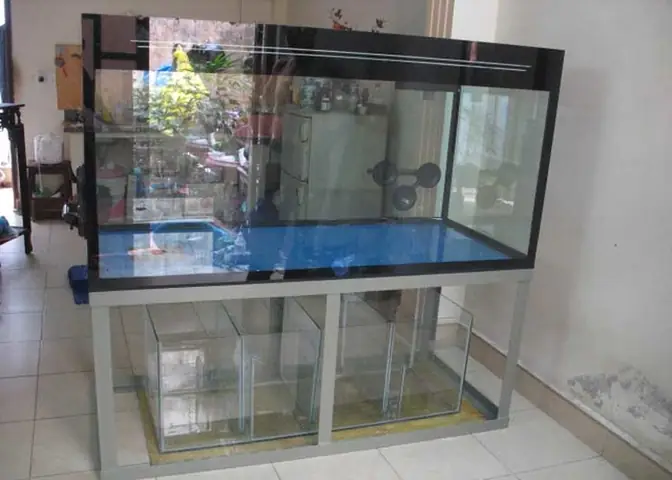 Bể Cá Cảnh Bằng Kính: Hướng Dẫn Chọn Mua, Thiết Kế & Bảo Dưỡng Toàn Tập