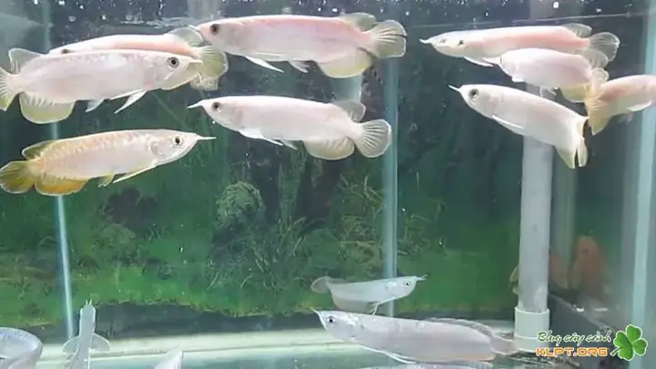 Tư Vấn Chuyên Nghiệp Và Hỗ Trợ Nuôi Cá