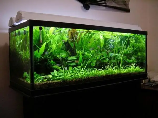 Bể Cá Cảnh Cũ Hà Nội: Hướng Dẫn Chi Tiết Từ A-z