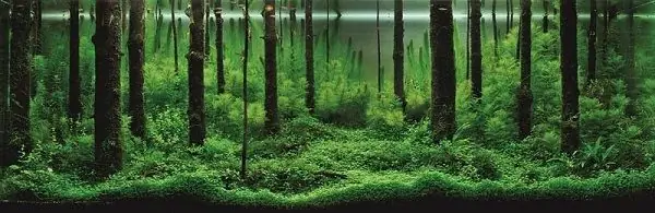 Tác Phẩm “hương Rừng” - Top Bể Cá Cảnh Đẹp Nhất Thế Giới