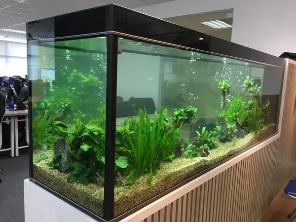 Bể Cá Cảnh Được Gọi Là Hệ Sinh Thái Gì? Phân Tích Chi Tiết