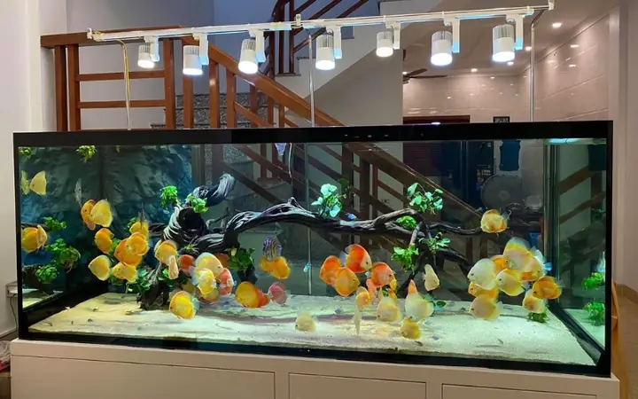 Setup Bể Cá Cảnh Kích Thước Lớn: Hướng Dẫn Toàn Tập