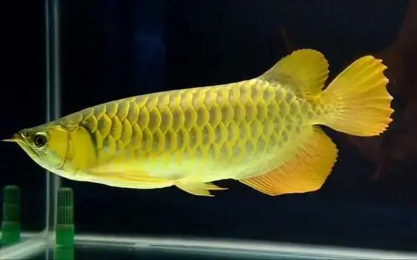 Bể Cá Cảnh: Một Hệ Sinh Thái Nhân Tạo Là Gì?