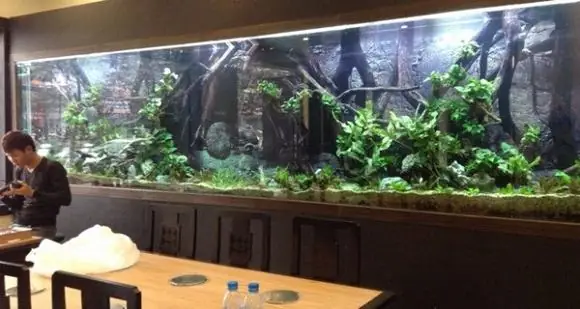 Thiết Kế Bể Cá Tấm Kính Lớn