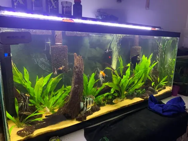 Tìm Mua Bể Cá Cảnh Thái Bình Ở Đâu Chất Lượng?