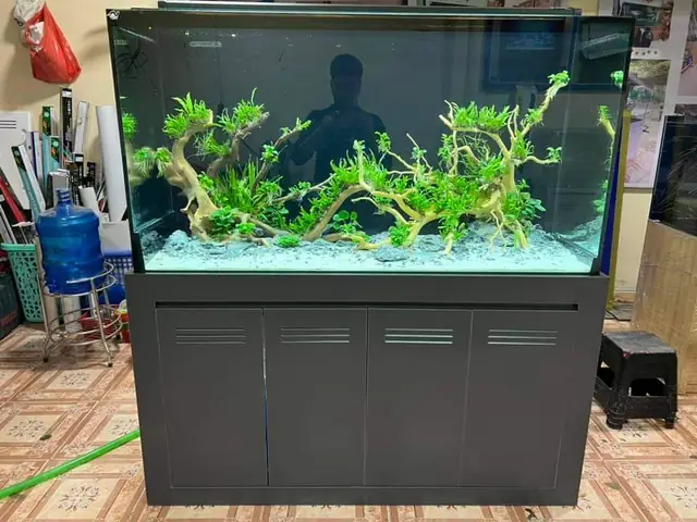 Thanh Lý Bể Cá Cảnh Cũ Hải Phòng, Mua Bán Bể Cá Cũ Hải Phòng