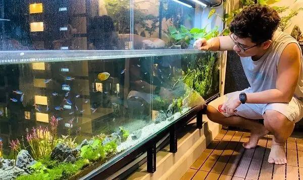 Tại Sao Lại Phải Chú Trọng Thiết Kế Bể Cá Đẹp Trong Nhà?