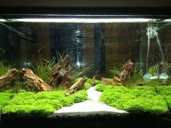 Bể Cá Cát Trắng: Hướng Dẫn Toàn Tập Từ Thiết Kế Đến Bảo Dưỡng Bể Cá Cát Trắng: Hướng Dẫn Toàn Tập Từ Thiết Kế Đến Bảo Dưỡng