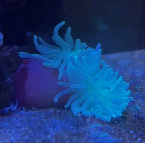 Bể Cá Chân Quỳ Cũ: Cẩm Nang Từ A-z Dành Cho Người Mới Bắt Đầu