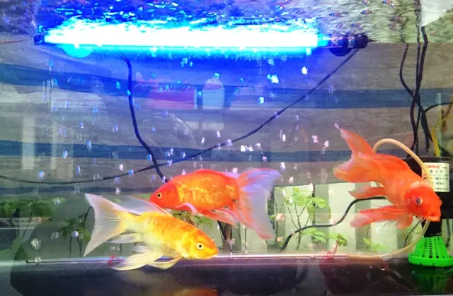 Trong Bể Cá Chép Koi Thì Có Thể Nuôi Những Loại Cá Nào?