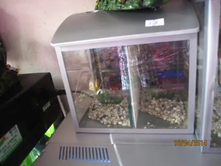 Bể Cá Chọi Nhiều Ngăn Có Nắp