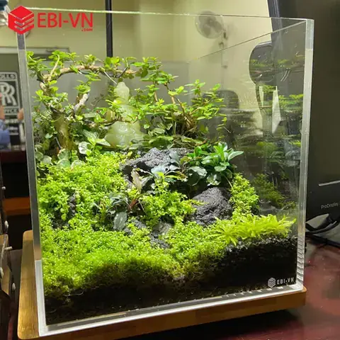 Đặc Điểm Nổi Bật Của Bể Cá Cubic
