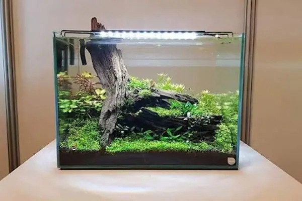 Bể Cá Thủy Sinh