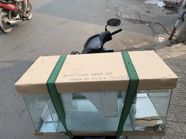 Hướng Dẫn Setup Bể Thủy Sinh 80cm Đẹp Mắt