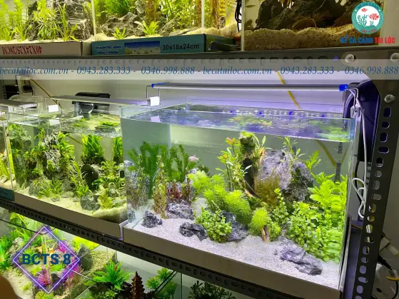 Bể Cá Đúc Mini Hà Nội