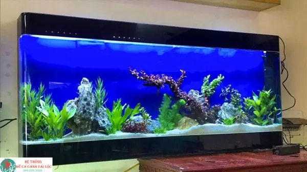 Mẫu Bể Cá Treo Tường Kính Đúc Liền: Thiết Kế, Lắp Đặt Và Bảo Trì