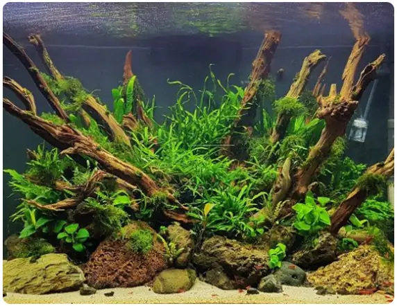 Hồ Cá Kiểng Hải Dương | Hồ Cá Rồng | Hồ Cá Thủy Sinh