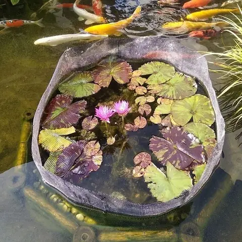 Lợi Ích Của Việc Kết Hợp Nuôi Cá Và Trồng Cây Thủy Sinh: