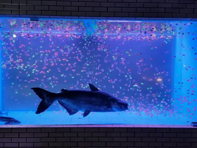 Người Đàn Ông Chi Gần 200 Triệu Đồng Tự Xây Bể Cá "khủng” Tại Nhà Người Đàn Ông Chi Gần 200 Triệu Đồng Tự Xây Bể Cá "khủng” Tại Nhà