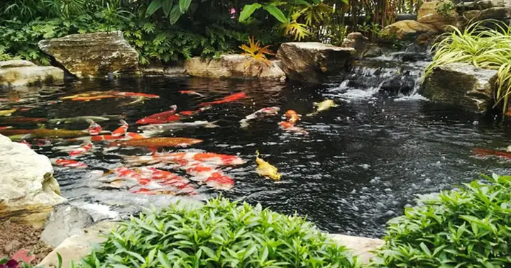 Cách Xử Lý Hồ Cá Koi Bị Xủi Bọt Đơn Giản Ai Cũng Làm ... Cách Xử Lý Hồ Cá Koi Bị Xủi Bọt Đơn Giản Ai Cũng Làm ...