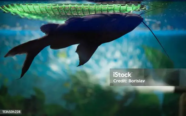 Bể Cá Lộn Ngược: Khám Phá Thế Giới Đảo Ngược Hấp Dẫn