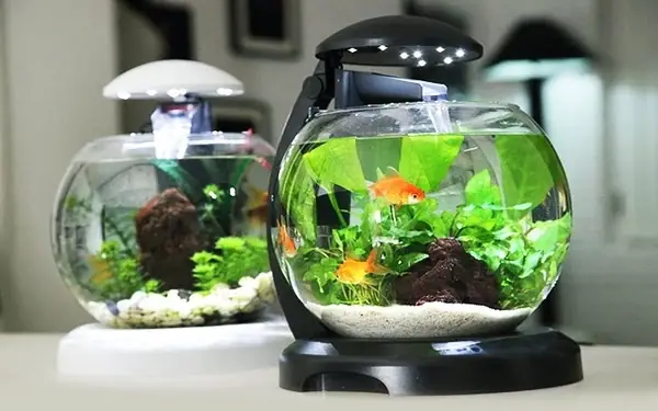10 Mẫu Bể Cá Mini Để Bàn Cho Dân Văn Phòng 10 Mẫu Bể Cá Mini Để Bàn Cho Dân Văn Phòng