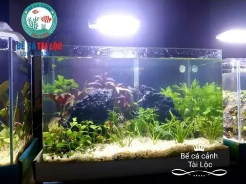 Bể Cá Mặt Kính Đúc